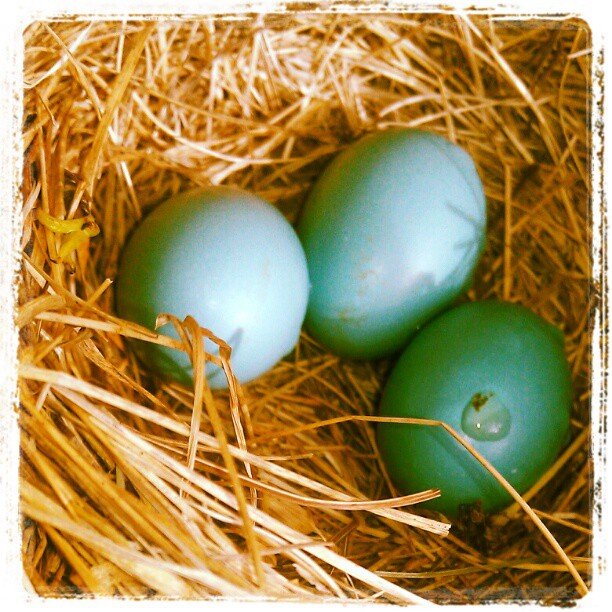 Blue Bird Eggs